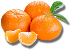 Obstlexikon Mandarine