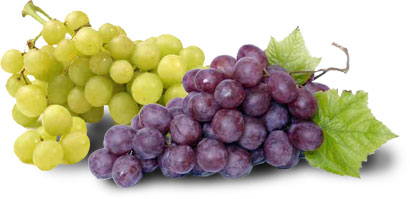 Obstlexikon Weintraube